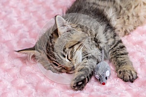 A small striped kitten is sleeping on a blanket, clutching a toy mouse.