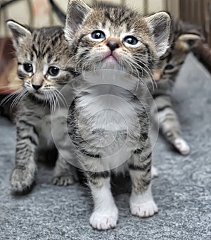 Small striped kittens