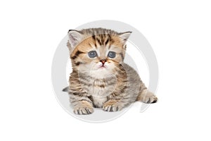 Small, striped Scottish kitten lies on a white background