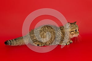 Small striped Scottish kitten stands sideways