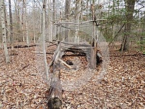 small structure or fort made out of sticks in the forest