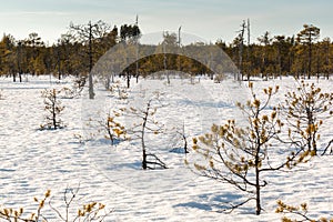 Small stunted pine trees growing on a snow covered Nordic bog.