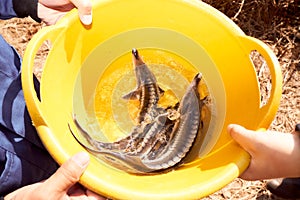 Small sturgeon in the hands of a man. Against the backdrop of the Ural River