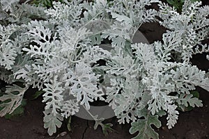 Small subshrubs of dusty miller photo