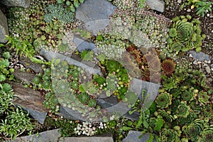 small succulent garden