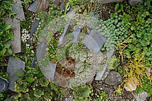 small succulent garden