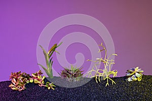 Small succulent garden