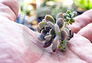 Small succulent on hand prepare for planting