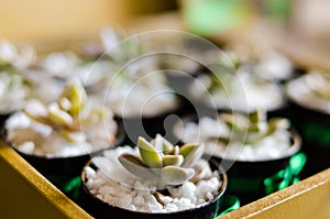 small succulent plant in a pot with small white stones in the foreground with blurred background