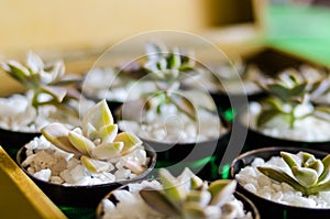 small succulent plant in a pot with small white stones in the foreground with blurred background