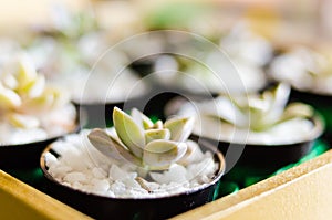 small succulent plant in a pot with small white stones in the foreground with blurred background