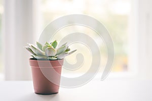 Small succulent plant pot on window bench