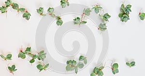 Small succulent plantlets flat lay with copy space on a white background.  These baby plants are commonly known as Mother of Thous