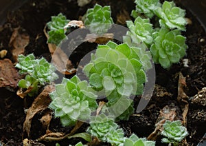Small succulent plants. Aeonium tabuliforme