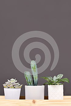 Small succulent plants and cactus on wooden tablet in front of gray background photo