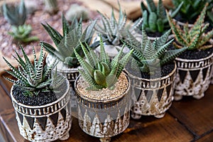 Small succulent plants Haworthia Attenuata member of the subfamily Asphodeloideae potted on the wooden table at the