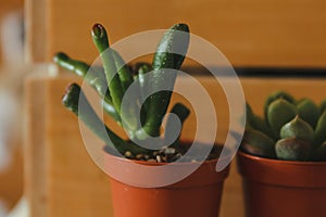 Small succulent plants in plastic pots on a wood