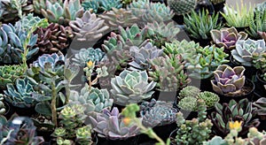 Small succulent plants in pots