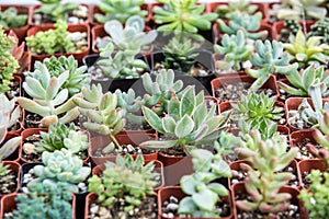 Small succulent plants in pots