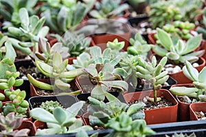 Small succulent plants in pots