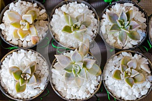 small succulent plants in pots with small white stones. Decoration item. Top view