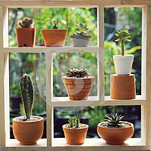 Small succulent pot plants decorative on wood window with morning warm light