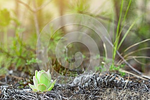 Small succulent wild plant, Sempervivum tectorum or stone rose, grows in ground among grass under sunlight in forest