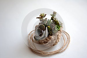 Small succulents composition in knitted basket