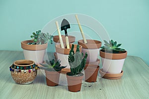 small succulents, transplanting domestic plants into clay pots, Hobbies and plant growing concept