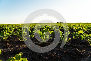 Small sugar beet plants growing in row in cultivated field. Sugar beet sprout, growing sugar beet on an industrial scale.