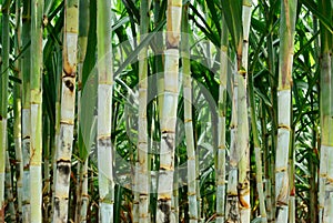 Small sugar cane