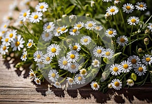 Small summer wildflowers on a wooden floor background, empty copy space, summer day, beautiful natural flowers,