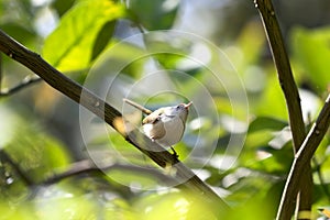 Small sunbird