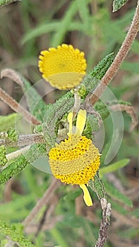 The small sunflower familiy flower