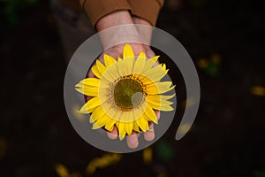 A small sunflower flower in the child`s child`s hands. Walk on a summer day in a field with sunflowers