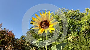 A small sunflower grows strong with the sun of Stanley Draper Lake Oklahoma City