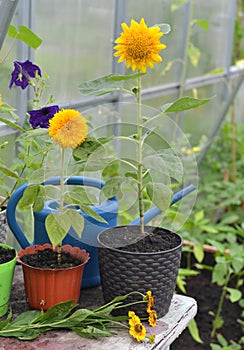 Small sunflowers in pots with watering cah on the table in greenhouse