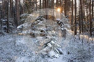 small sunlit Christmas trees covered in fresh snow in a fabulous winter pine forest