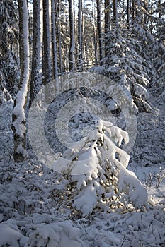 small sunlit Christmas trees covered in fresh snow in a fabulous winter pine forest