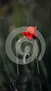 Small, sunny, poppy flowers.Lonely poppy.