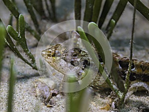 Small super klipfish hiding on the sand
