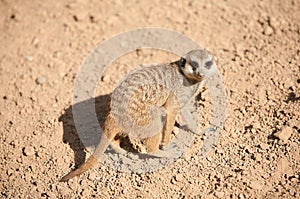 Small suricata in Biopark photo