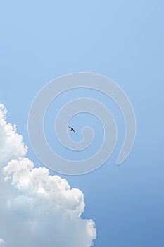 Small swallow in deep blue sky