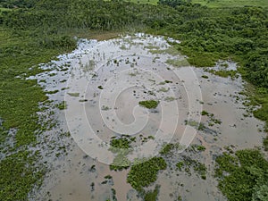 Small Swamp in Itaja Goias