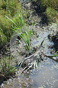 small swamp plants in ThÃ¼rer Wiesen