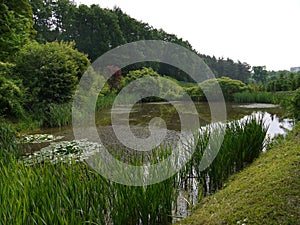 A small swampy pond with growing lilies and reeds near the shore