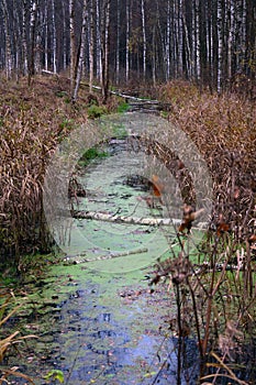 Small swampy river in the autumn forest