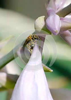 A small Sweat Bee, Lasioglossum imitatum, licks up nectar