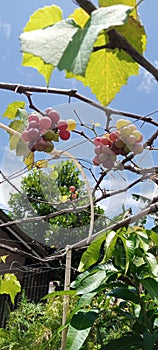 small sweet sour red green grape fruit tree under blue sky with pretty green leaves and shining sunlight