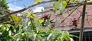 small sweet sour red green grape fruit tree under blue sky with pretty green leaves and shining sunlight